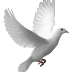 An image of a dove, symbolizing the Holy Spirit