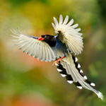 Flying bird of paradise